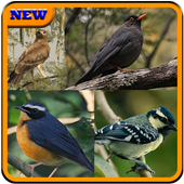 Birds Sound : Iraq आइकन