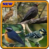 Birds Sound : Iraq 1.0.0