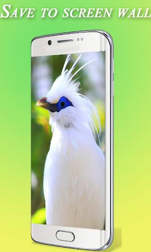 Bird Wallpaper HD скриншот 2