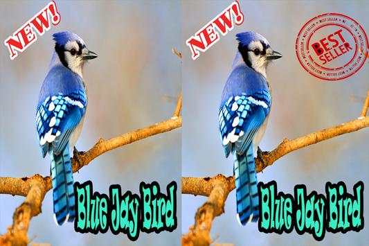 BLUE JAY BIRDS NEW screenshot 5
