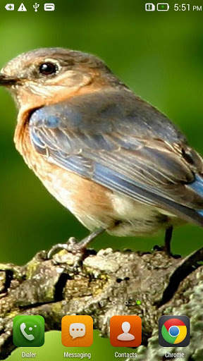 Small Bird Live Wallpaper screenshot 3