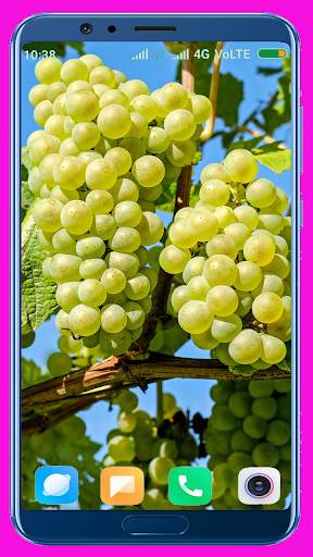 Grapes HD wallpaper screenshot 3