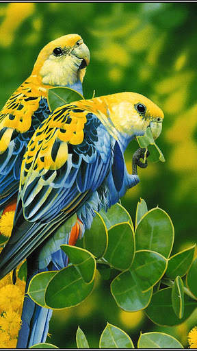 Wallpapers Birds स्क्रीनशॉट 1
