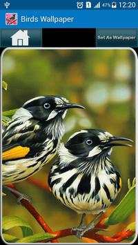 Birds Wallpaper HD screenshot 2