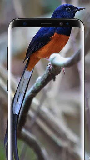 Bird Wallpapers Live HD स्क्रीनशॉट 1