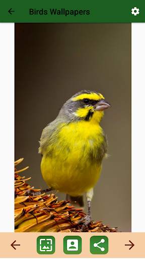 Birds Ringtone स्क्रीनशॉट 7