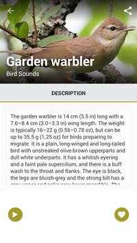 Birds Sound : Morocco screenshot 4