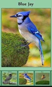 Birds Sound स्क्रीनशॉट 2