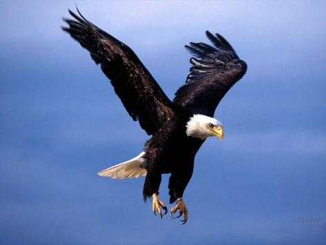 Eagle Wallpapers screenshot 8