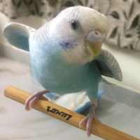 Budgie:Life Activities And Fun World Of Budgies logo