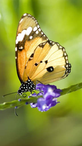 Butterfly Video Live Wallpaper screenshot 1