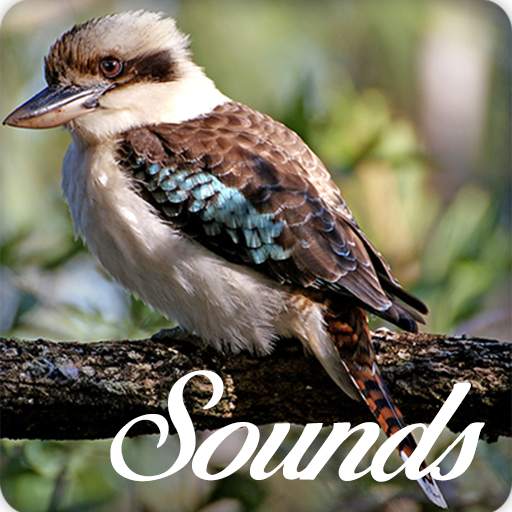 Kookaburra Bird Song Sounds and Ringtone Audio 3.0.0
