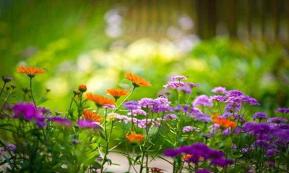 Flowers Wallpapers screenshot 1
