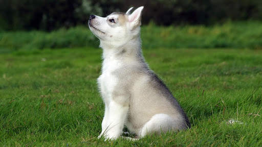Husky Live Wallpaper (wallpapers & backgrounds) screenshot 11