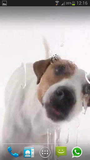 DOG LICKS SCREEN LWP FREE screenshot 3
