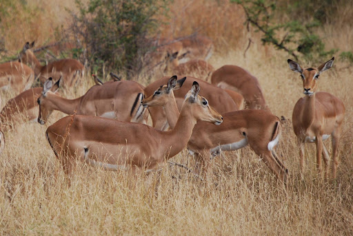 Wildlife Photo Frames screenshot 7