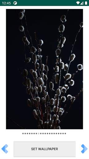 Pussy willow FullHD Wallpapers screenshot 4