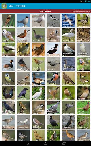 UK Birds Sounds Free स्क्रीनशॉट 18