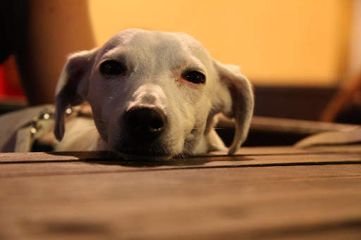 Dog Photo Frames screenshot 5