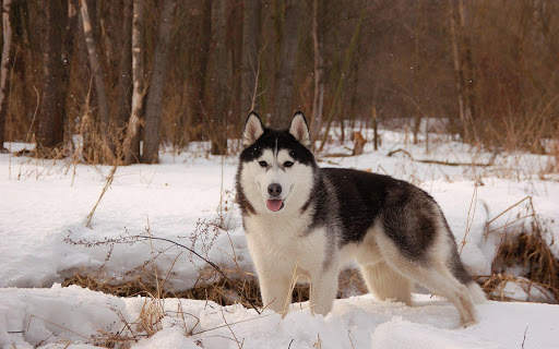 🐕 Husky Wallpapers – Cute Dog Wallpaper screenshot 9