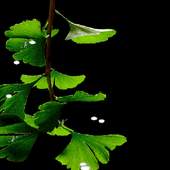 Green Browse Live Wallpaper 2
