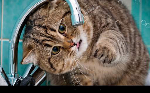 Funny Cat Live Wallpaper screenshot 8
