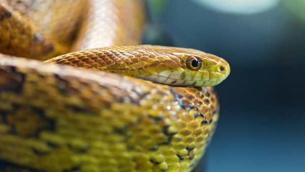 Snake Live Wallpaper : backgrounds hd स्क्रीनशॉट 9