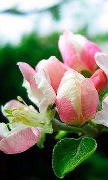 Apples Flowers live wallpaper screenshot 3