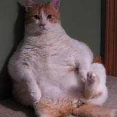 Funny Cat Wallpapers HD FREE 1.0
