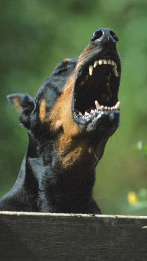 Doberman Wallpaper: backgrounds hd screenshot 2