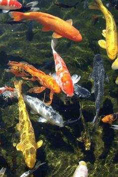 Fish Wallpaper screenshot 22