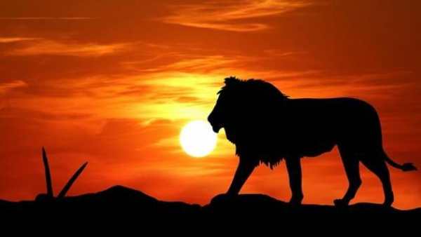Lion King Wallpaper HD screenshot 1