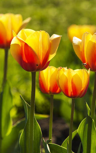Tulips Live Wallpaper screenshot 8