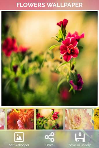Flowers Wallpaper screenshot 7