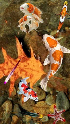 Koi Fish Wallpaper 3D - Water Fish Screensaver 3D screenshot 2