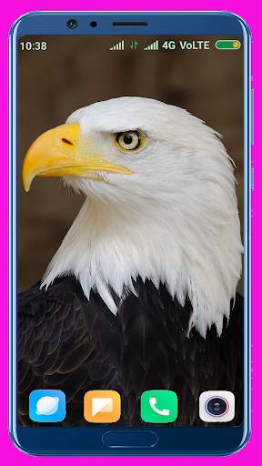 Eagle Wallpaper Best 4K screenshot 15