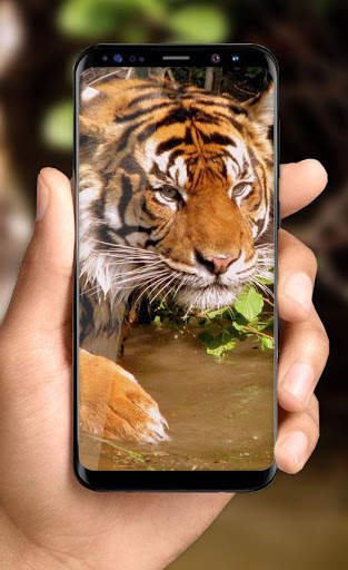 Tiger Live Wallpaper 2018: Colorful HD Backgrounds screenshot 4