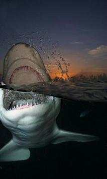 Shark blue sea screenshot 4