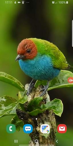 Beautiful Bird Live Wallpaper screenshot 2