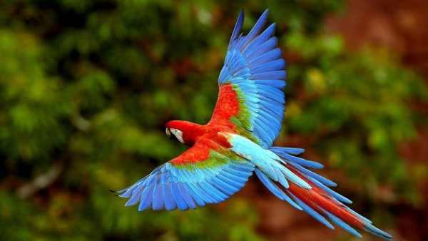Parrot Bird Live Wallpaper screenshot 4