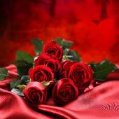 3D True Love Red Rose Themes Wallpapers 1.0