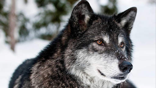 Wolf Wallpapers HD & 4k Backgrounds screenshot 22