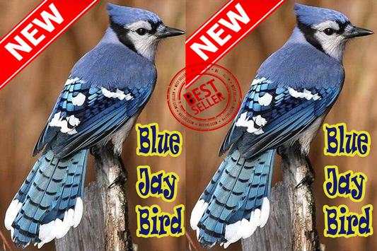 BLUE JAY BIRDS NEW screenshot 2