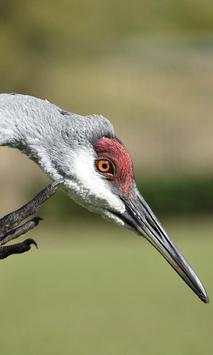 Sandhill Crane Wallpaper screenshot 1
