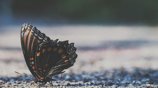 Butterfly Wallpapers HD & 4k Backgrounds screenshot 17