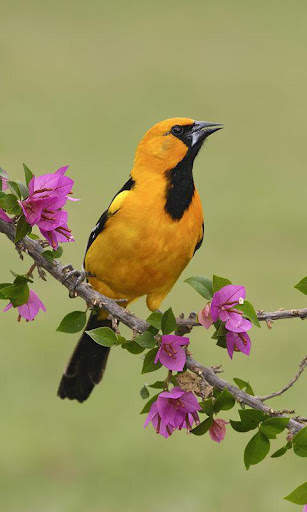 Birds Wallpapers स्क्रीनशॉट 6