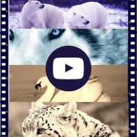 Documentaires Animaux Gratuit en ligne