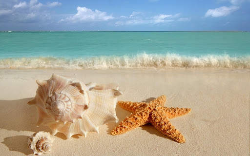 Seashells Live Wallpaper (Backgrounds) screenshot 6