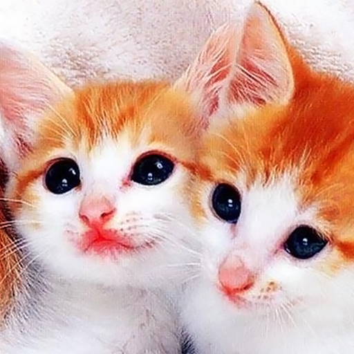 Cat Live Wallpaper HD 4K أيقونة