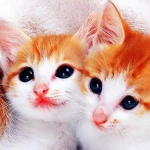 Cat Live Wallpaper HD 4K 1.0